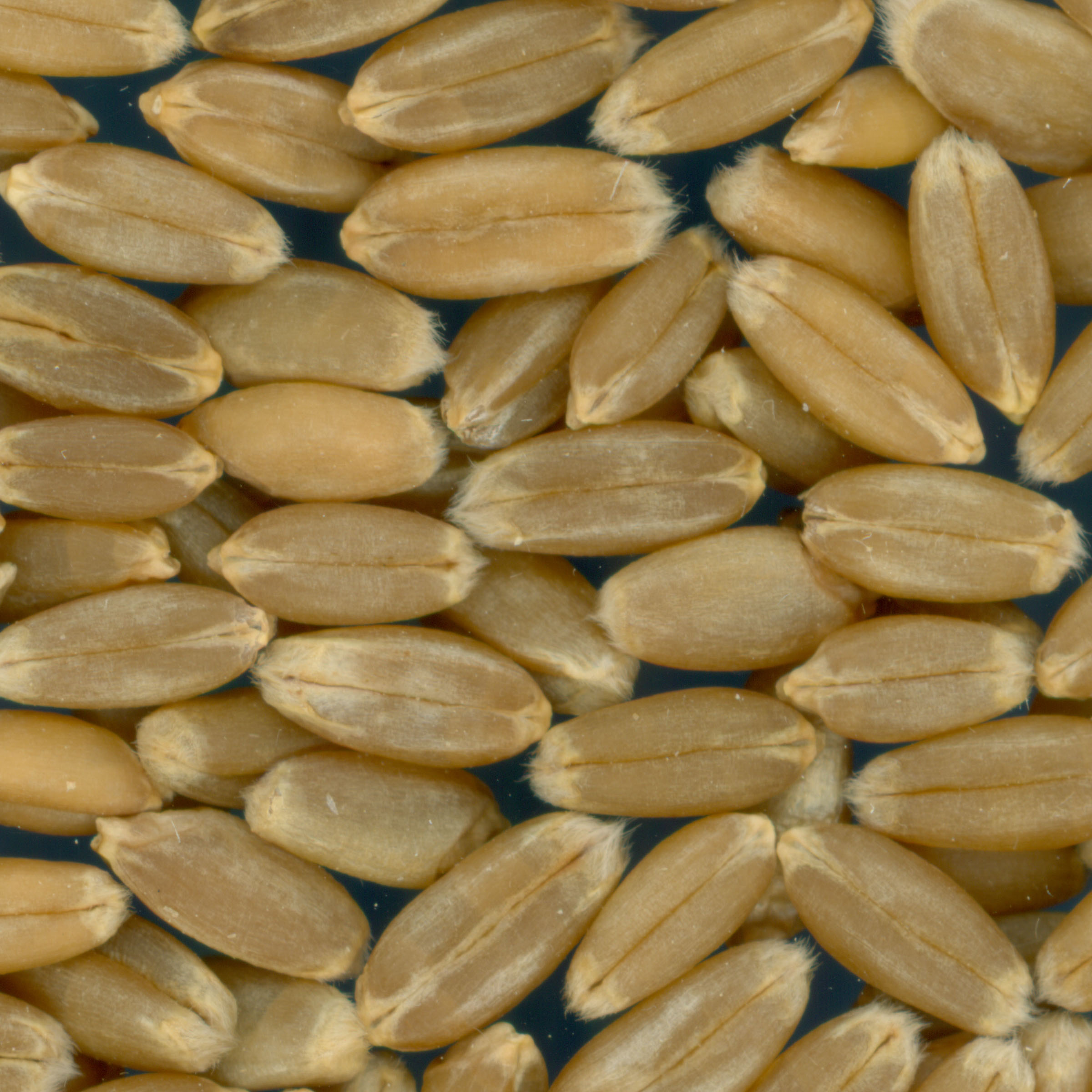 Click for 3 image(s) for this accession. KERNELS